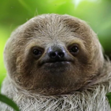 Isak Björhag thumbnail